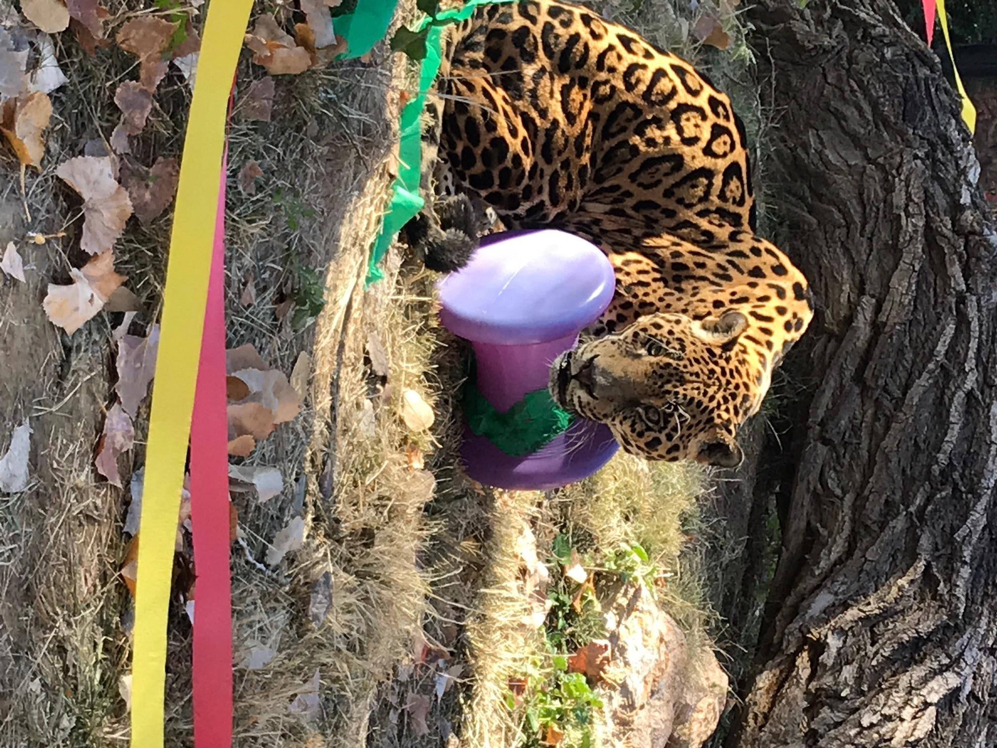 Holiday Gifts for Zoo Animals — City of Albuquerque